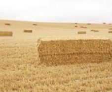 Straw