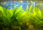 Guppy Fish