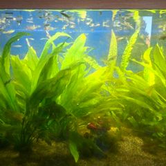 Guppy Fish