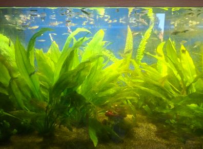 Guppy Fish
