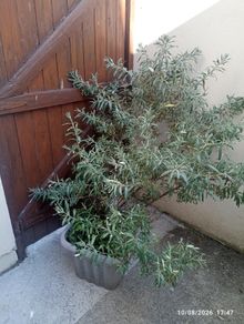 Sea buckthorn plant