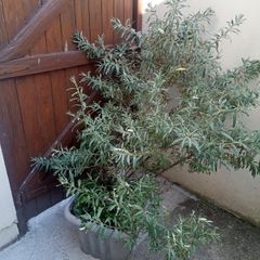 Sea buckthorn plant