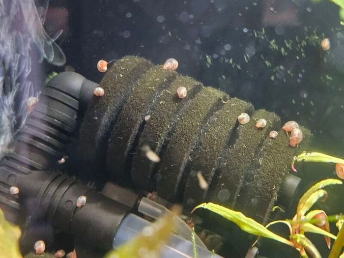 Ramshorn snails 10 for 10 euros  duckweed & Java moss 5 Euros