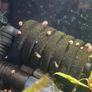 Ramshorn snails 10 for 10 euros  duckweed & Java moss 5 Euros Image 2