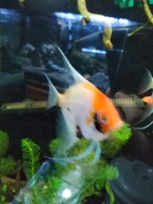 angel fish