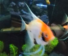 angel fish