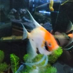 angel fish