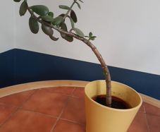 Jade Plant (2nd)