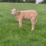 Four Genuine cows and calves Image 6