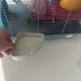 hamster cage good condition used Image 4