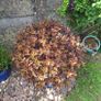 Beautiful Large Glazed Ceramic Planter and Mature Garden Shrub Image 6