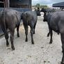 Cattle Image 10