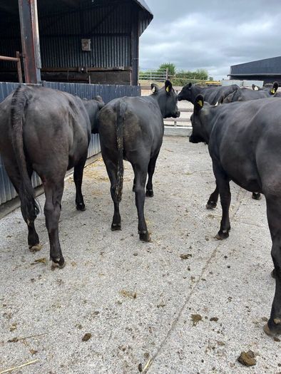 Cattle