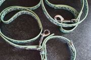 2 leads 1 collar 1 lead and harness large dogs