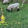 Pedigree Suffolk Ram Image 3