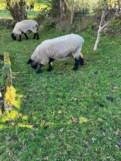 Pedigree Suffolk Ram