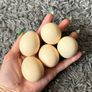 hatching silkie eggs Image 2