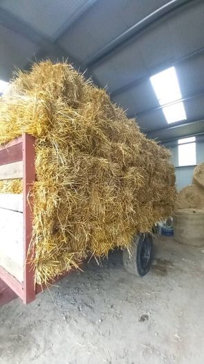 Organic Straw Small Squares