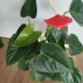Anthurium plant Image 9