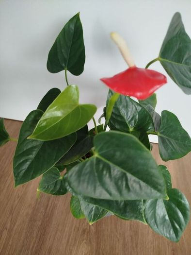 Anthurium plant