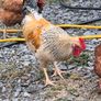 roosters Image 4