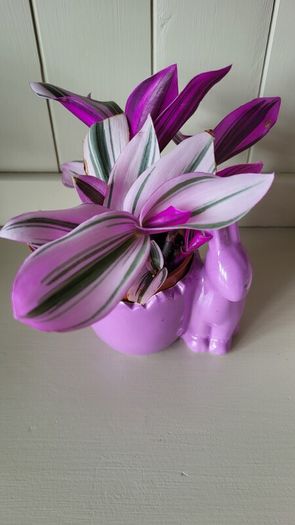 Tradescantia Nanouk.