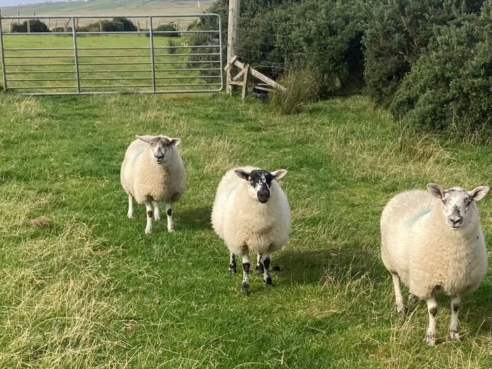Hoggets and Lambs