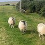 Hoggets and Lambs Image 10