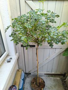 garden plants