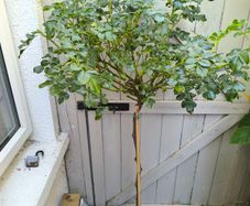 garden plants