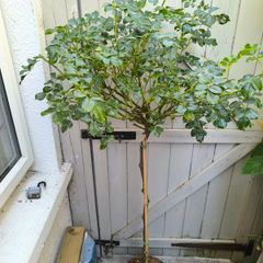 garden plants