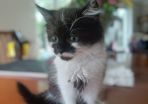 2 months little kitten
