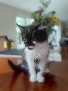 2 months little kitten