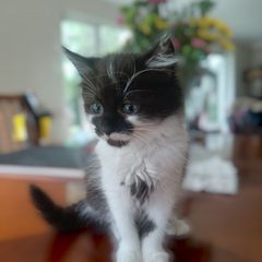 2 months little kitten