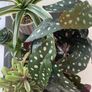 Selection of Five Artificial House Plants Image 7