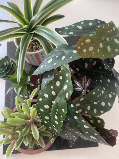 Selection of Five Artificial House Plants