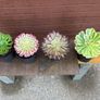 various rare variegated aeoniums Image 8