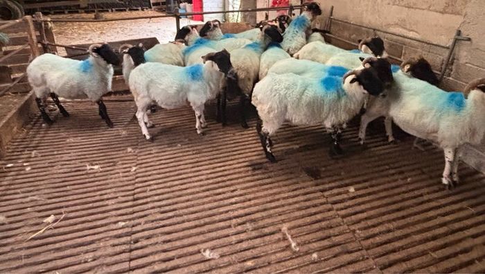 Hoggets