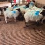 Hoggets Image 3