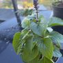 Plant Image 2