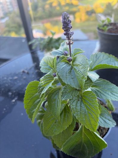 Plant