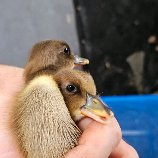 Ducklings / Ducks for sale