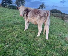 Heifers
