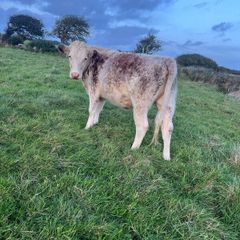 Heifers