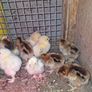chickens Image 2