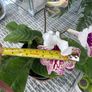 Streptocarpus aka Cape Primrose Image 5