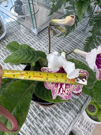 Streptocarpus aka Cape Primrose