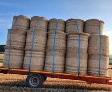 Winter barley straw