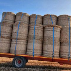 Winter barley straw