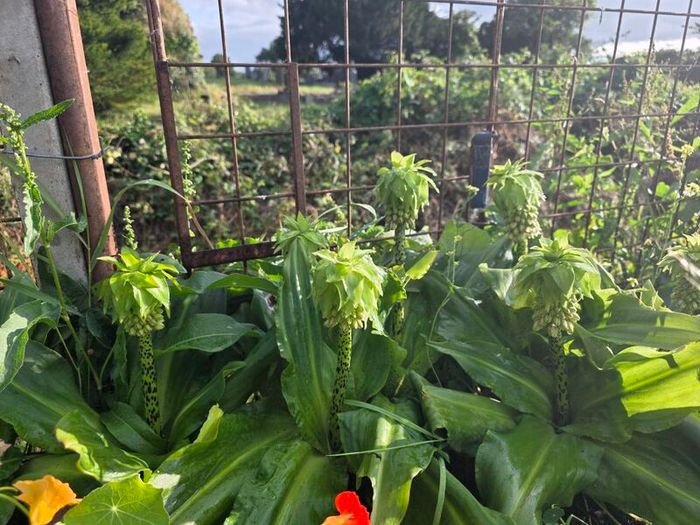 plants